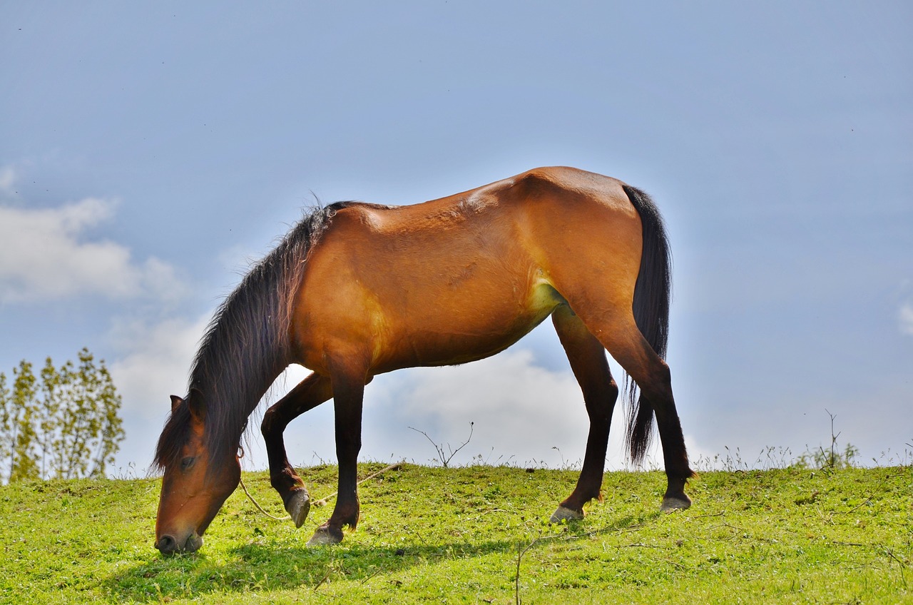 2024澳門特馬今晚開(kāi)獎(jiǎng)億彩網(wǎng)|經(jīng)典解釋落實(shí)_0.056543467