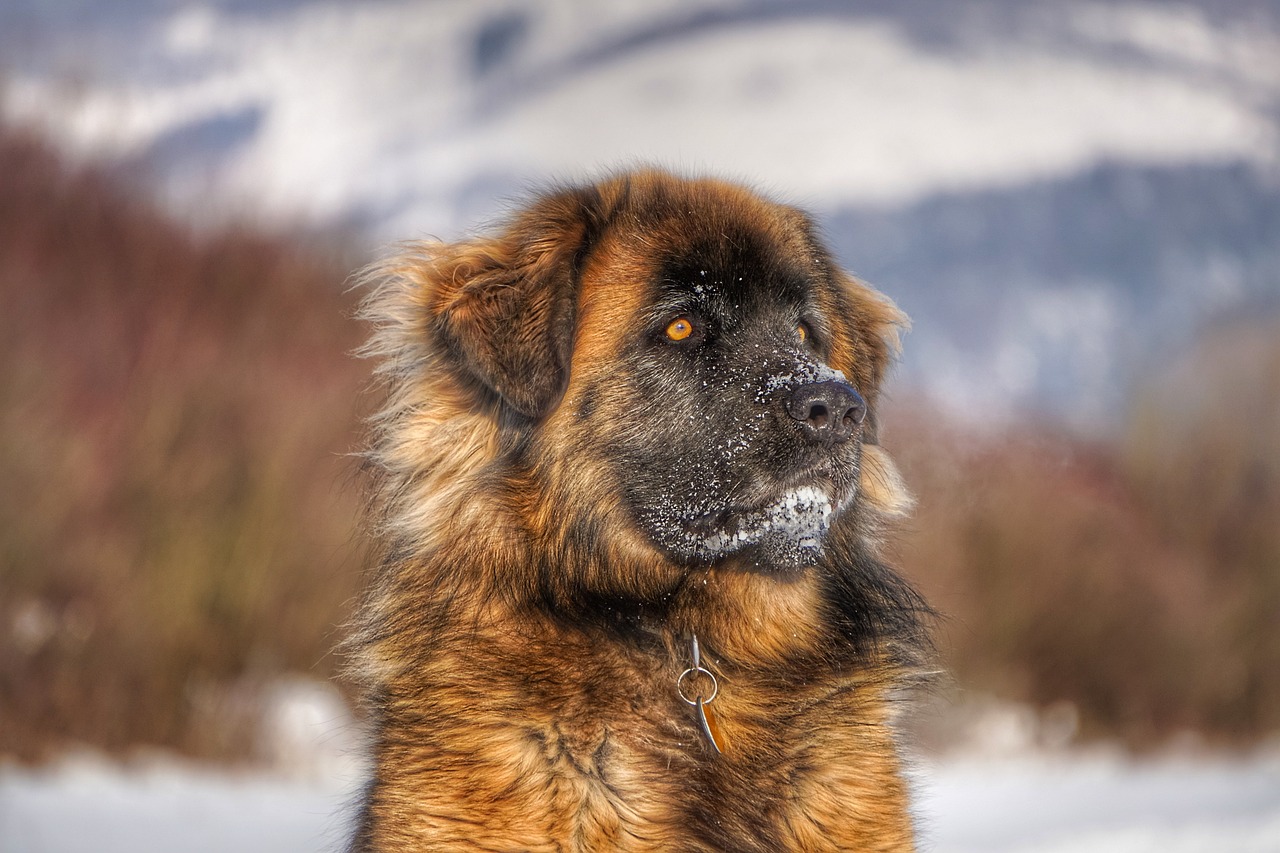 五個月的狗狗是否已經(jīng)成年？解讀犬類成長階段