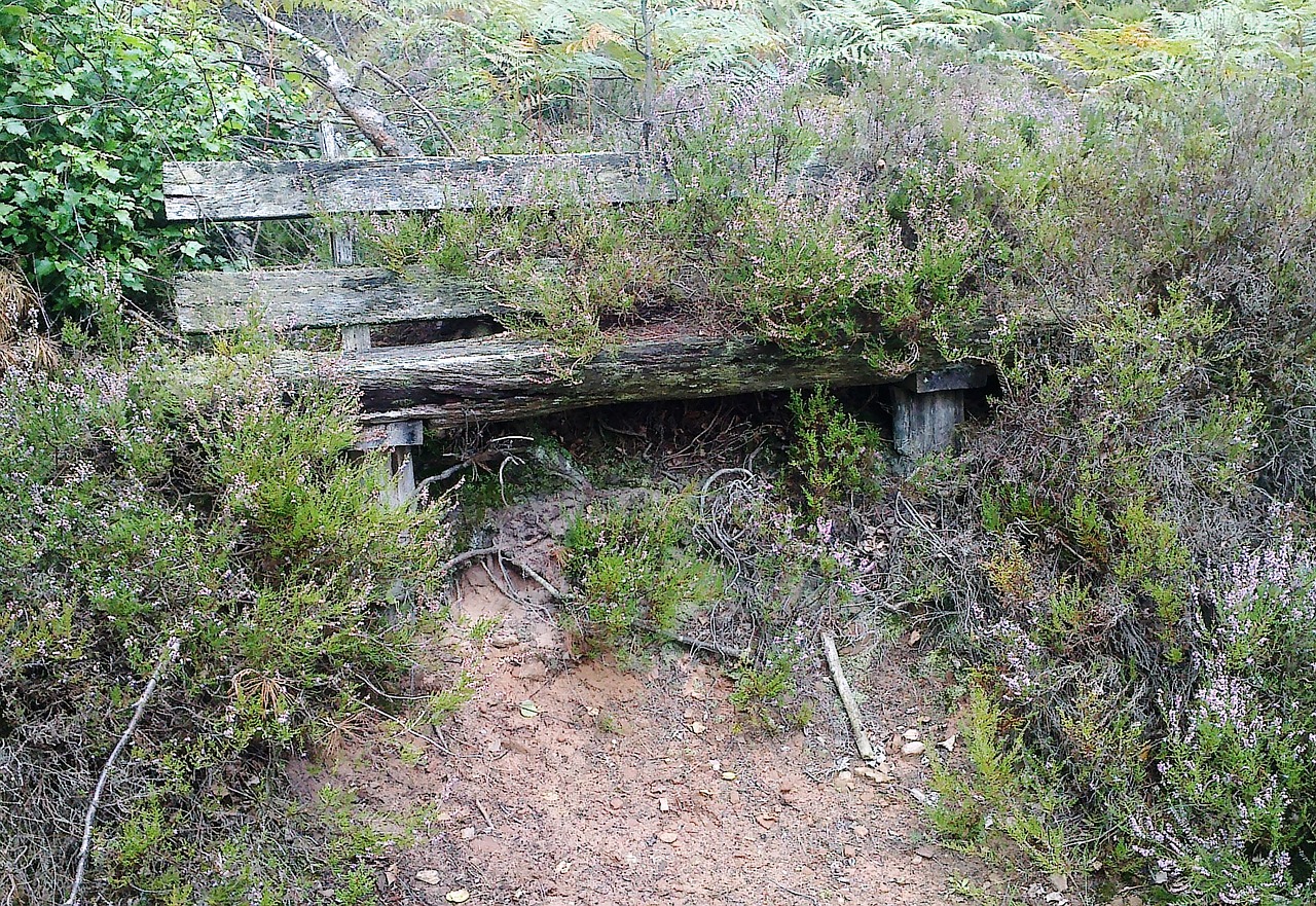 嶺南茶韻，走進(jìn)廣東嶺南茶坑村的古老與新生