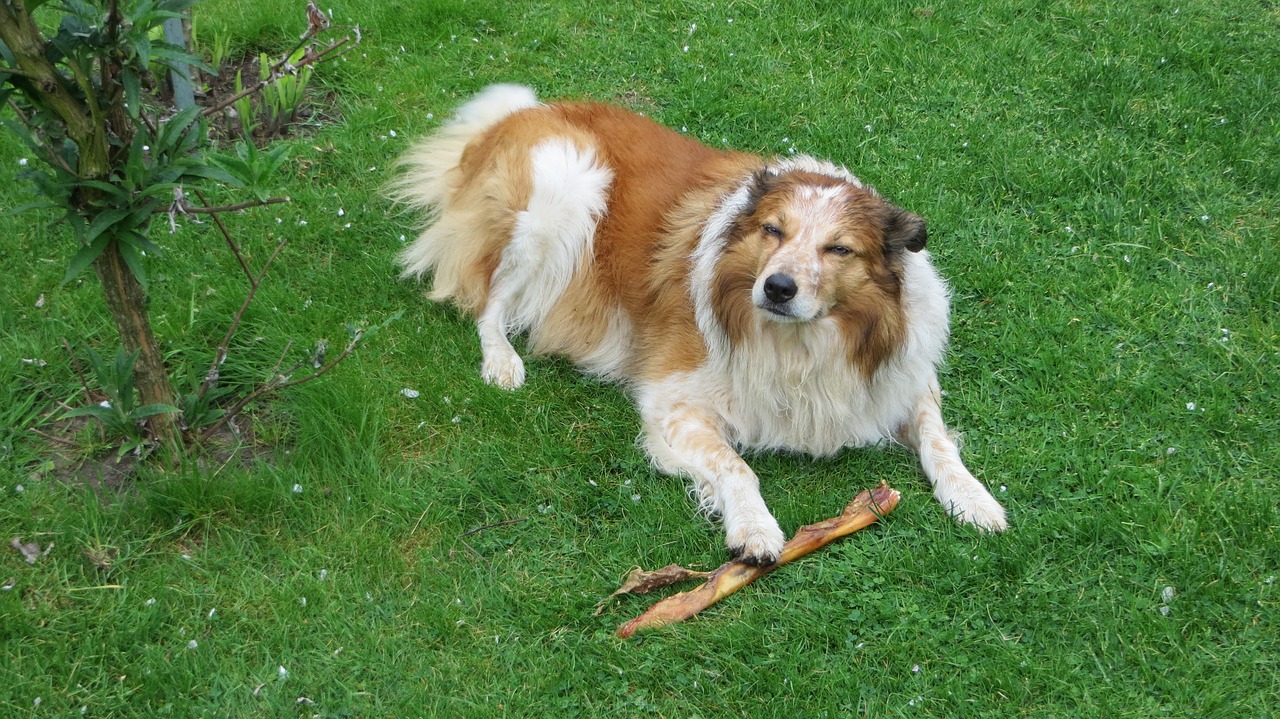 兩個月大的博美犬出現(xiàn)嘔吐癥狀，原因、應對與照顧指南