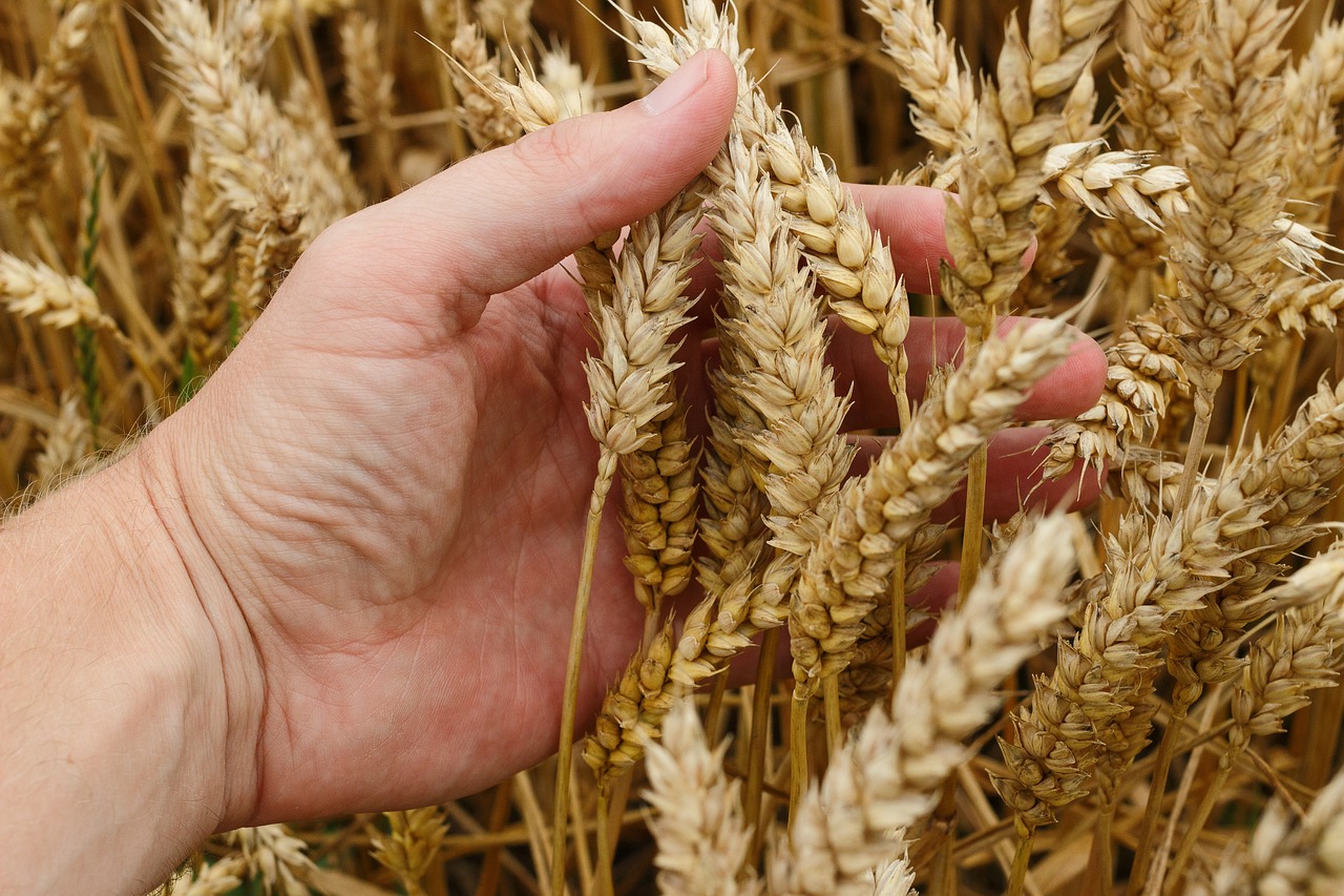 廣東省第二糧倉，繁榮的糧食儲備與農(nóng)業(yè)發(fā)展的縮影