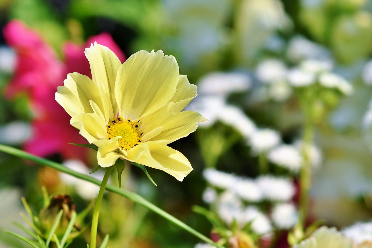 廣東花卉種苗有限公司，繁榮花卉產(chǎn)業(yè)的關(guān)鍵力量