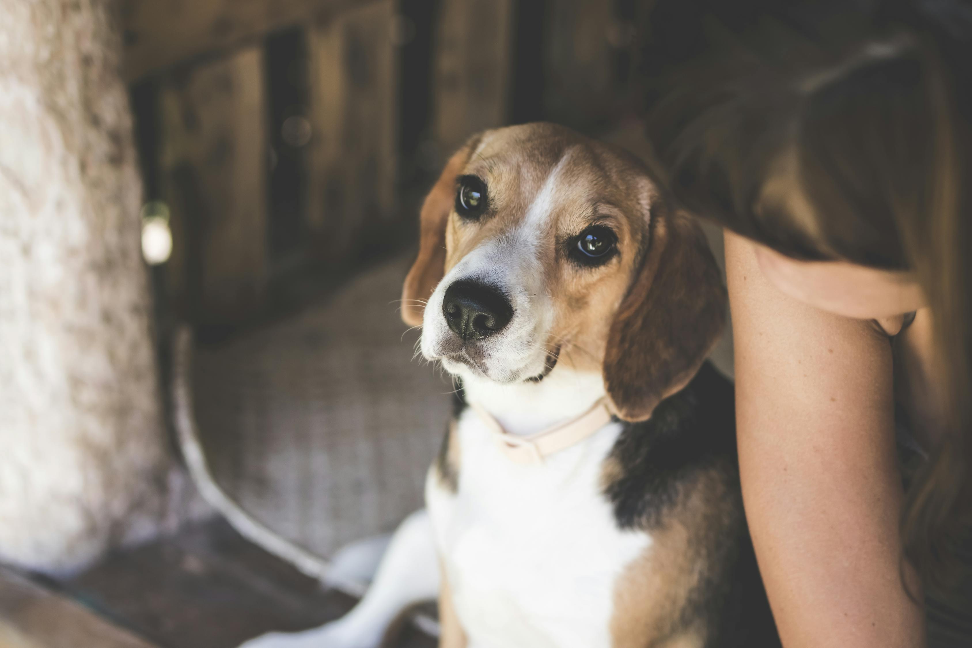 高加索犬的成長歷程，幾個月內(nèi)逐漸展現(xiàn)強大身姿