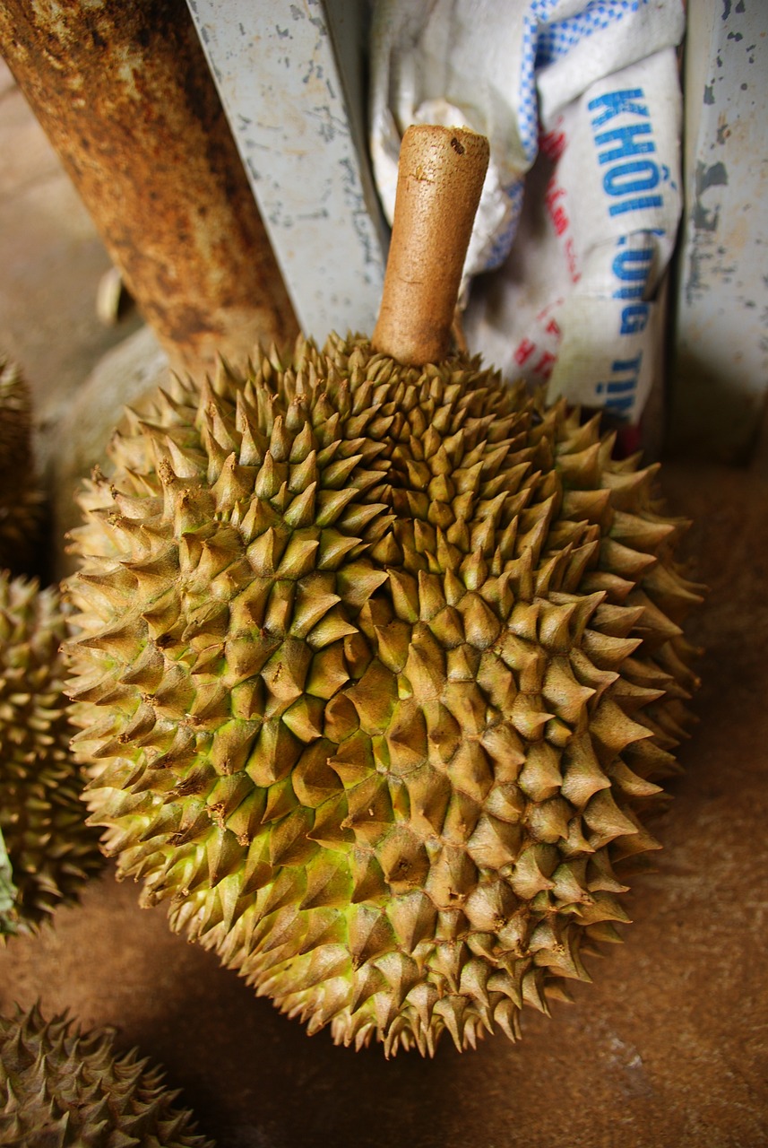 榴蓮的冰箱之旅，半個月的保存與體驗